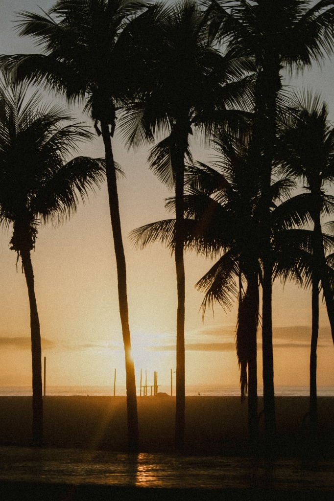 Pôr do sol com palmeiras